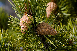 Example of a lodgepole pine
