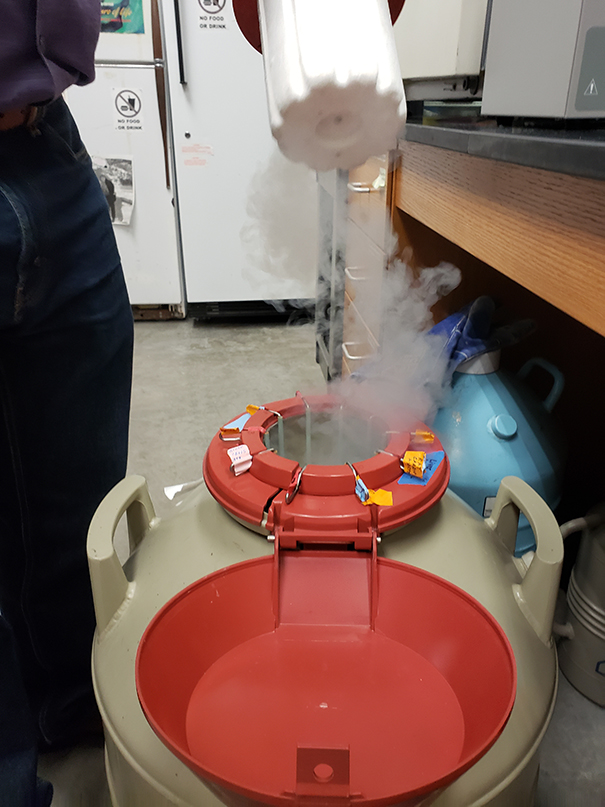 Liquid nitrogen container for the samples.