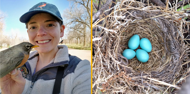Karin Sanchez holding a robin and a robin nest with blue eggs