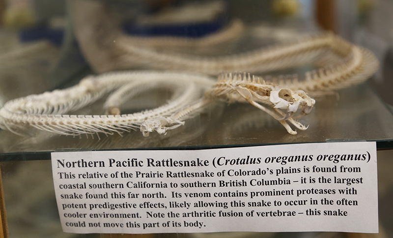 Northern Pacific Rattlesnake skeleton