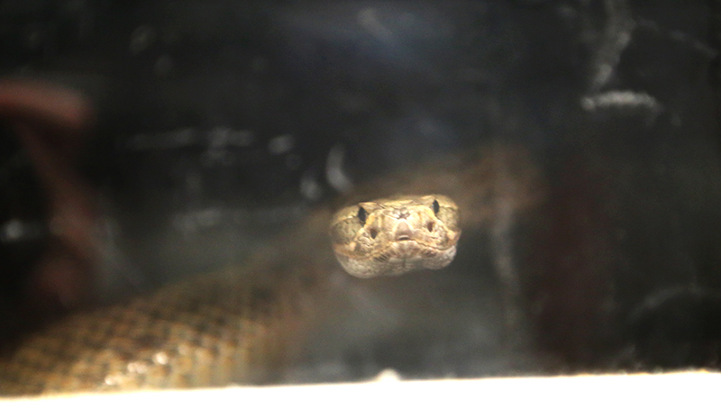 Rattlesnake posing for a selfie