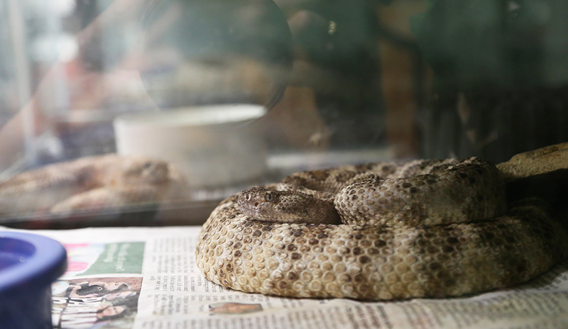 Speckled rattlesnake