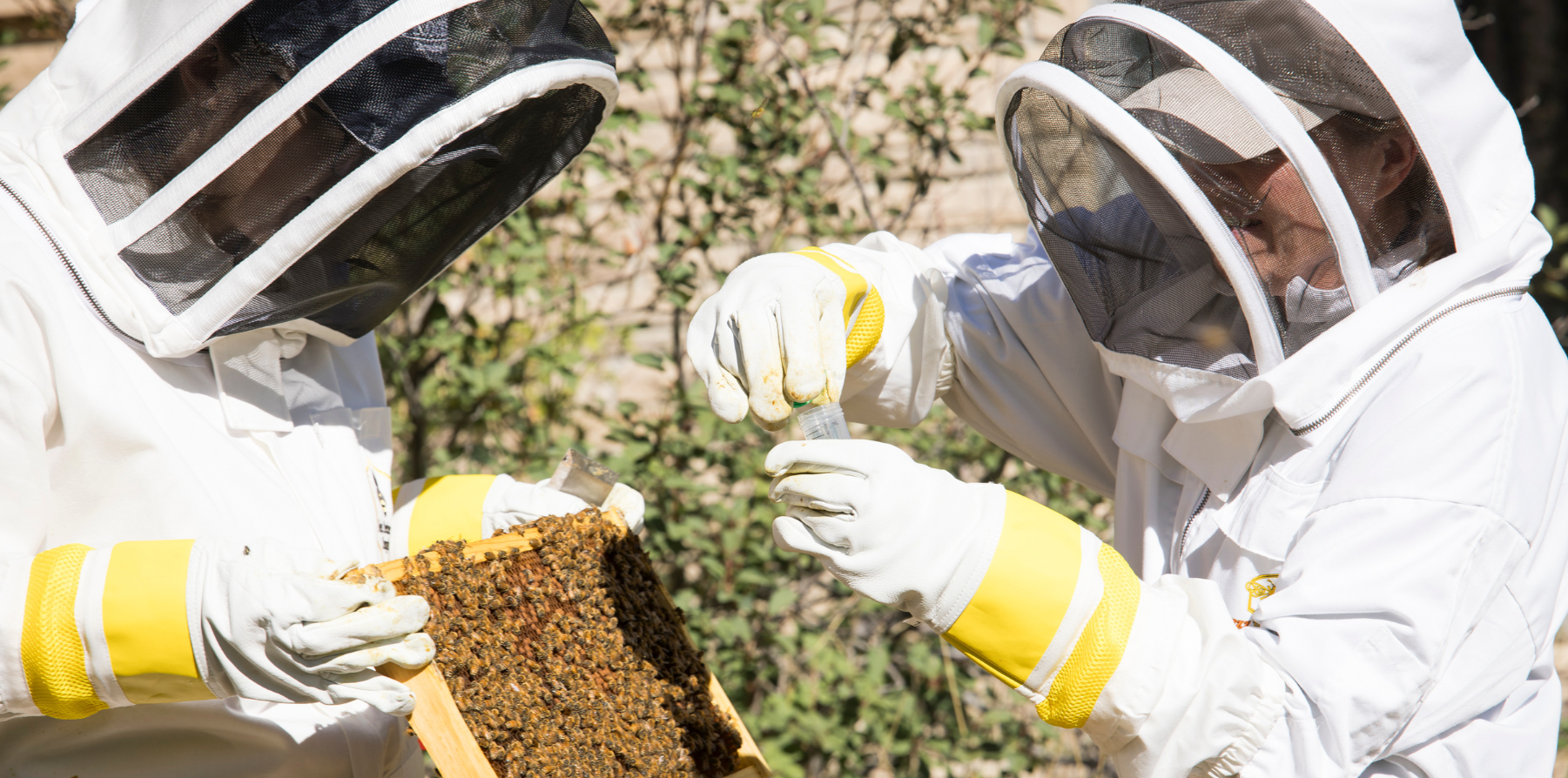 Two people in beekeeper uniforms tending to a hive.