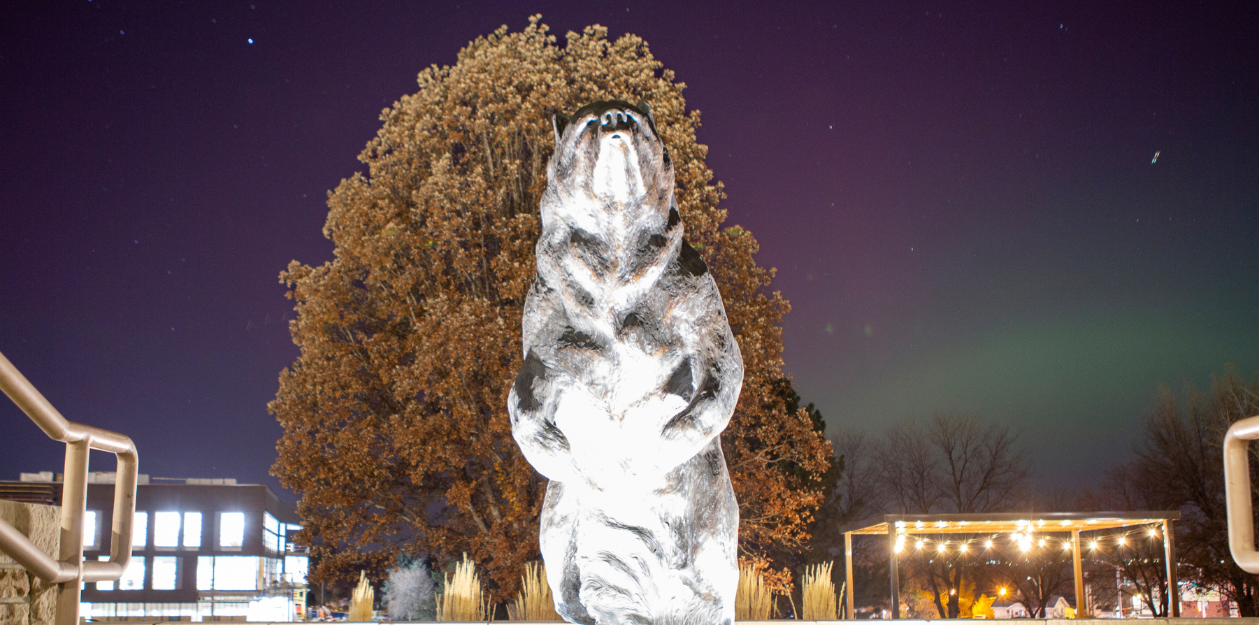 A bear statue on campus at night with the northern lights in the sky behind.