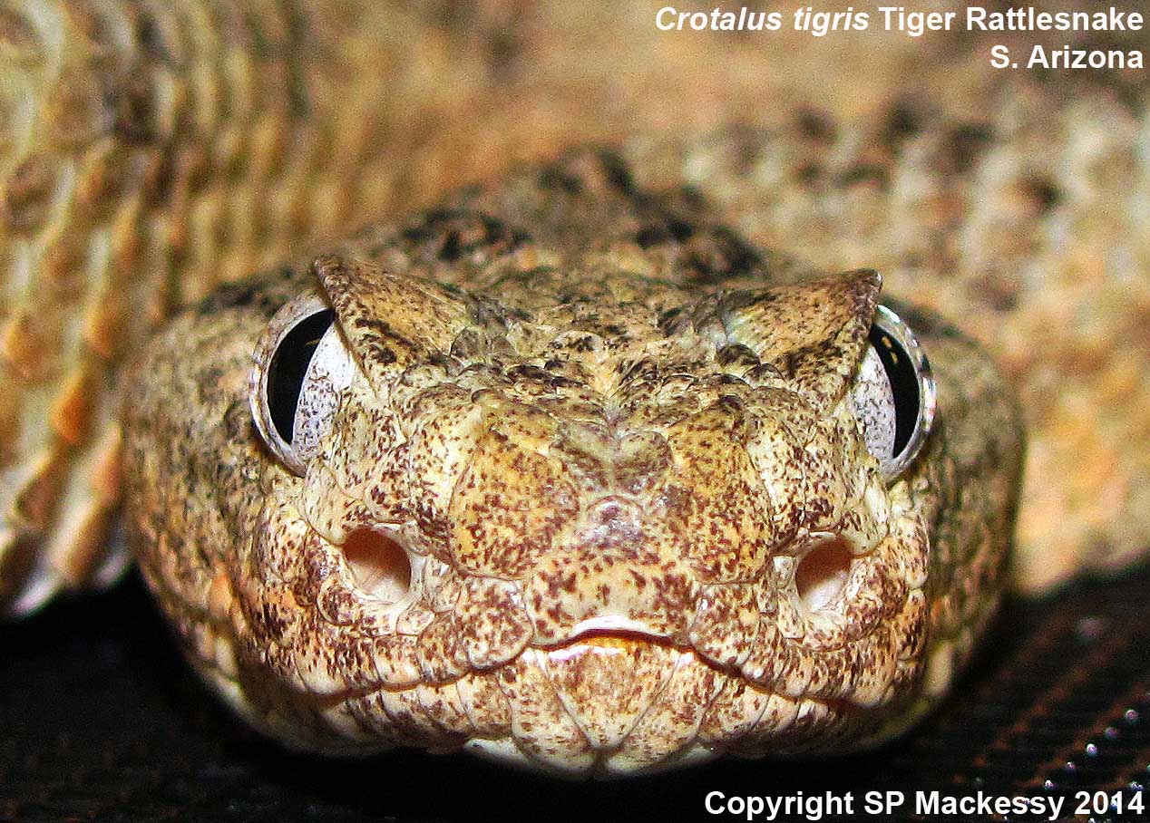 Tiger Rattlesnake Crotalus tigris