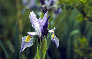 Iris (Iris missouriensis)