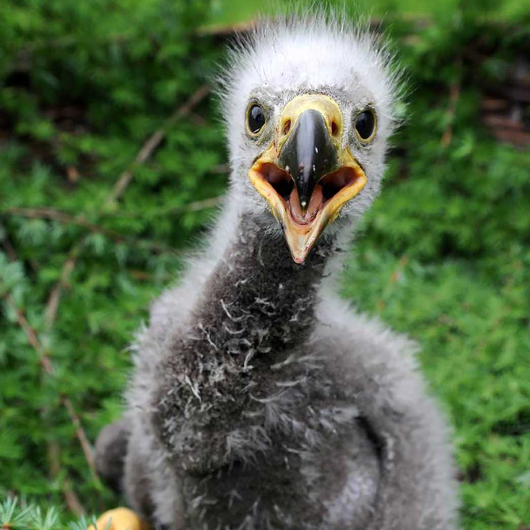 Image of baby eagle with its mouth open