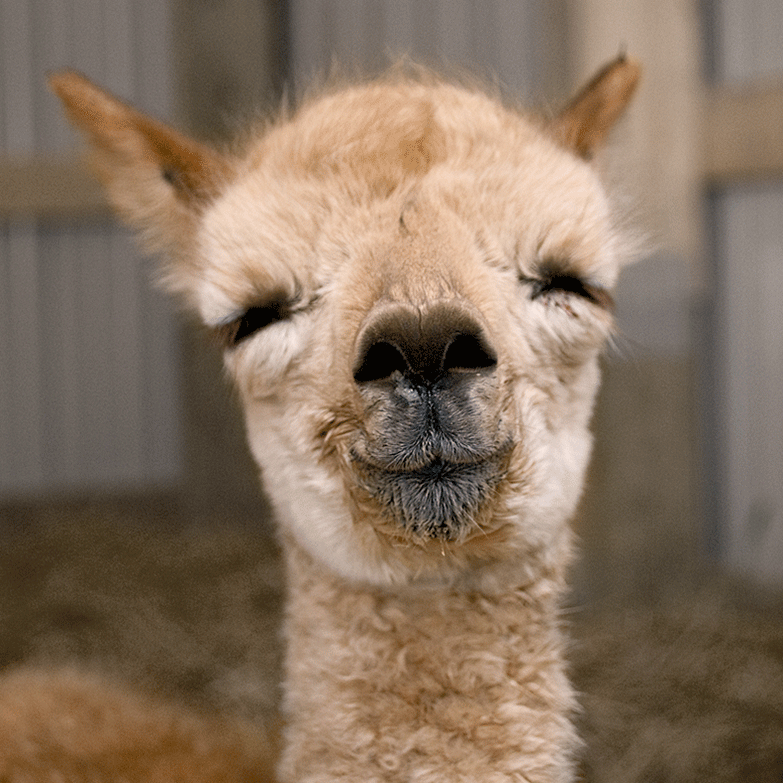 Image of a smiling baby llama