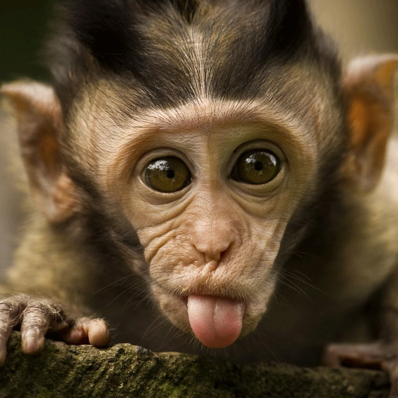 Image of a monkey sticking its tounge out