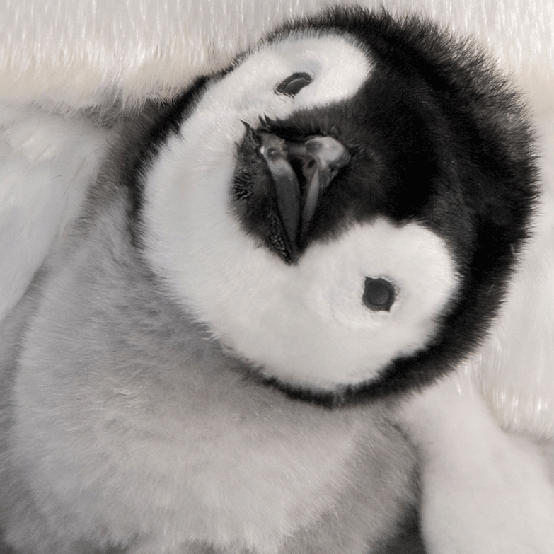 Image of a baby penguin tilting its head