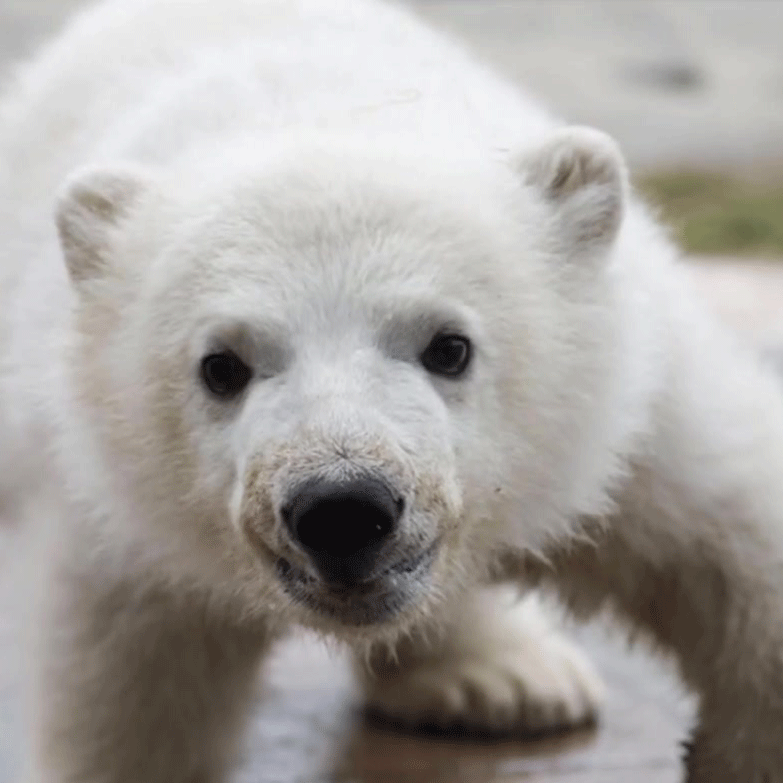Image of a baby polar bear 