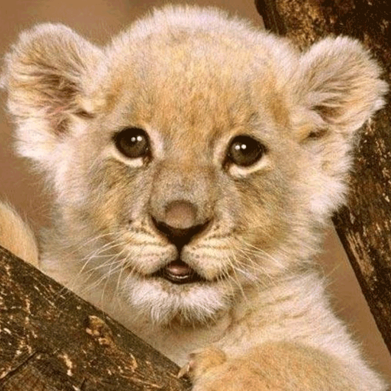 Image of a lion cub in a tree
