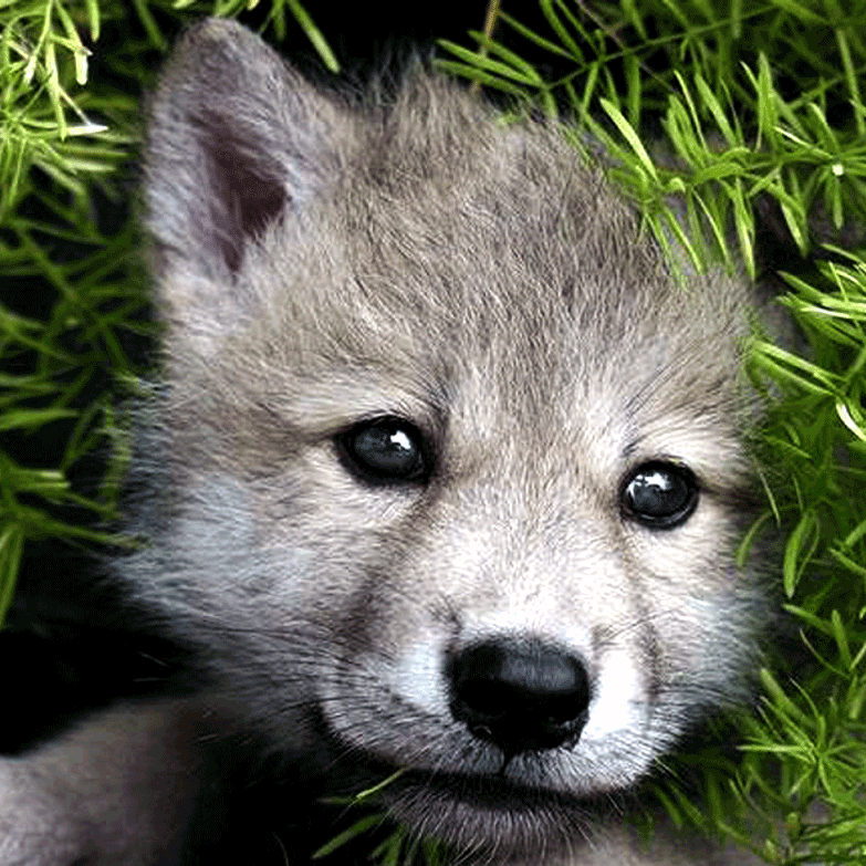 Image of a wolf pup