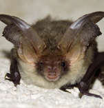Bat
