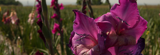 Extended Class Notes